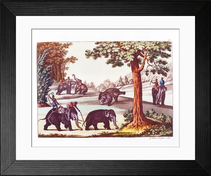 Framed Print : Unknown, The various stages of the capture of an elephant in India, 1827, 19th Century, color print, Italy, Lombardy, Milan