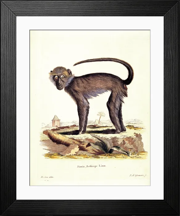Framed Print : Unknown, Color lithographs with African animals, 18th Century, litography, Italy, Private collection (499803) Everett CollectionMondadori Portfolio**US SALES ONLY**