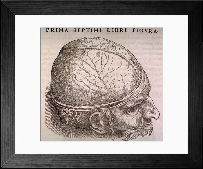 Framed Print : Brain Plate, showing the duramater, the outermost membrane covering the brain, from the classic anatomical treatise Framed Print : Brain Plate, showing the duramater, the outermost membrane covering the brain, from the classic anatomical treatise