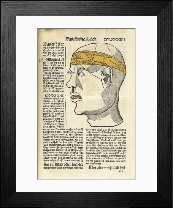 Framed Print : Senses and their corresponding parts of the brain, with lines connecting the senses of taste, hearing, sight, and smell to areas of the brain