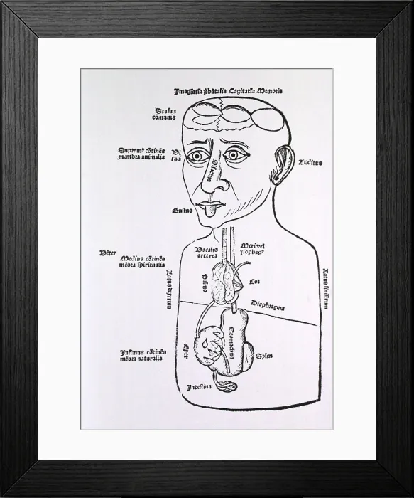 Framed Print : Human figure, half-length, with some of the abdominal internal organs, the senses, and sections of the brain identified. From book by Johannes Peyligk (1474-1522). 1499 Framed Print : Human figure, half-length, with some of the abdominal internal organs, the senses, and sections of the brain identified. From book by Johannes Peyligk (1474-1522). 1499