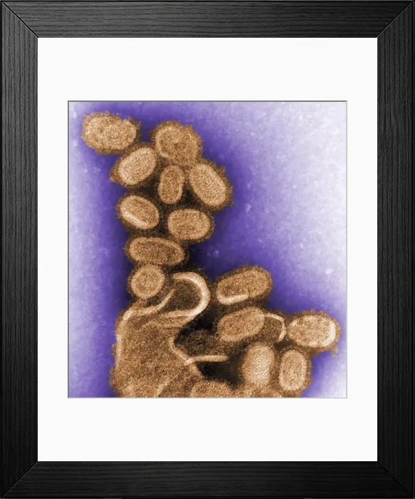 Framed Print : 1918 influenza virions (virus particles)