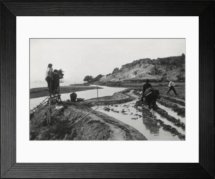 Framed Print : Chinese rice cultivation using traditional methods. A group including women pedal to lift irrigation water to the terraced field next to a river. A man plows with a ox. Ca Framed Print : Chinese rice cultivation using traditional methods. A group including women pedal to lift irrigation water to the terraced field next to a river. A man plows with a ox. Ca
