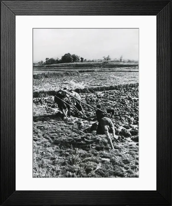 Framed Print : Three men of the same family pull a plow through a rice field in China. A fourth steers and pushes the plow. May 1948. - (BSLOC_2014_15_147)