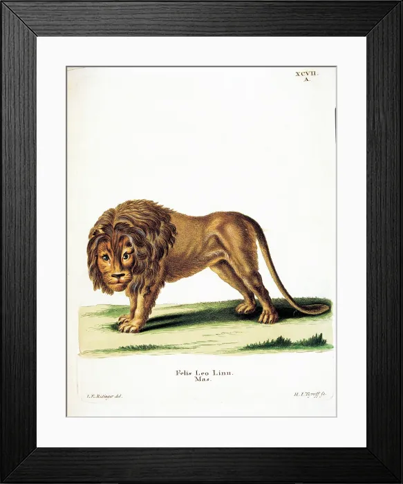 Framed Print : Unknown, Color lithographs with African animals, 18th Century, litography, Italy, Private collection (499804) Everett CollectionMondadori Portfolio**US SALES ONLY**