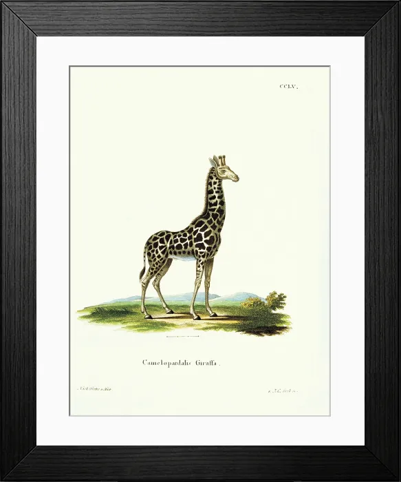 Framed Print : Unknown, Color lithographs with African animals, 18th Century, litography, Italy, Private collection (499807) Everett CollectionMondadori Portfolio**US SALES ONLY** Framed Print : Unknown, Color lithographs with African animals, 18th Century, litography, Italy, Private collection (499807) Everett CollectionMondadori Portfolio**US SALES ONLY**