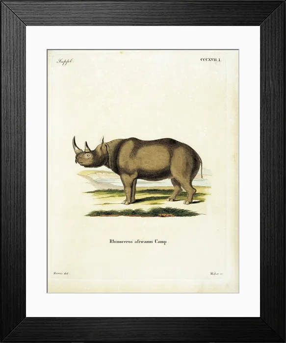 Framed Print : Unknown, Color lithographs with African animals, 18th Century, litography, Italy, Private collection (499806) Everett CollectionMondadori Portfolio**US SALES ONLY** Framed Print : Unknown, Color lithographs with African animals, 18th Century, litography, Italy, Private collection (499806) Everett CollectionMondadori Portfolio**US SALES ONLY**