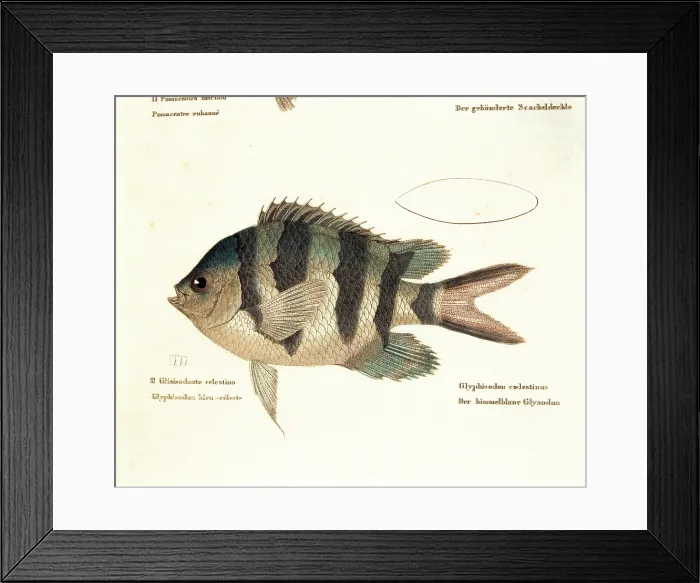 Framed Print : Unknown, Color lithographs with fishes, 1830, 19th Century, litography, Italy, Private collection (499808) Everett CollectionMondadori Portfolio**US SALES ONLY** Framed Print : Unknown, Color lithographs with fishes, 1830, 19th Century, litography, Italy, Private collection (499808) Everett CollectionMondadori Portfolio**US SALES ONLY**
