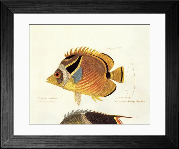 Framed Print : Unknown, Color lithographs with fishes, 1830, 19th Century, litography, Italy, Private collection (499809) Everett CollectionMondadori Portfolio**US SALES ONLY**
