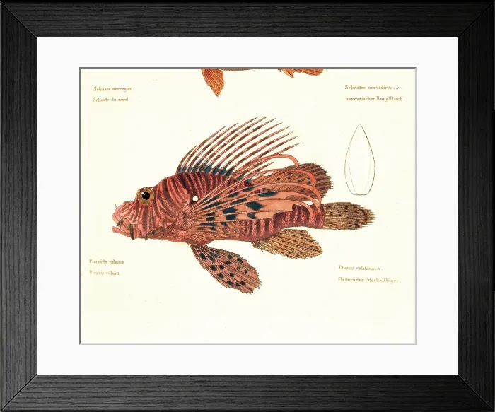 Framed Print : Unknown, Color lithographs with fishes, 1830, 19th Century, litography, Italy, Private collection (499810) Everett CollectionMondadori Portfolio**US SALES ONLY** Framed Print : Unknown, Color lithographs with fishes, 1830, 19th Century, litography, Italy, Private collection (499810) Everett CollectionMondadori Portfolio**US SALES ONLY**