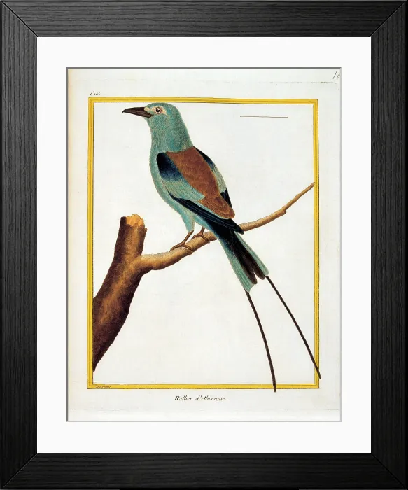 Framed Print : Unknown, Color lithographs with African animals, 18th Century, litography, Italy, Private collection (499811) Everett CollectionMondadori Portfolio**US SALES ONLY**