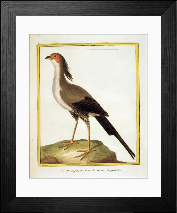 Framed Print : Unknown, Color lithographs with African animals, 18th Century, litography, Italy, Private collection (499812) Everett CollectionMondadori Portfolio**US SALES ONLY** Framed Print : Unknown, Color lithographs with African animals, 18th Century, litography, Italy, Private collection (499812) Everett CollectionMondadori Portfolio**US SALES ONLY**