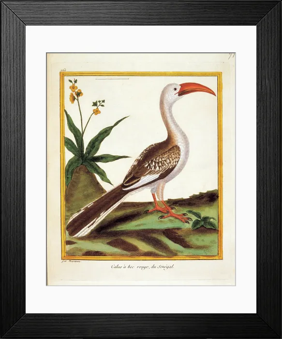 Framed Print : Unknown, Color lithographs with African animals, 18th Century, litography, Italy, Private collection (499814) Everett CollectionMondadori Portfolio**US SALES ONLY**