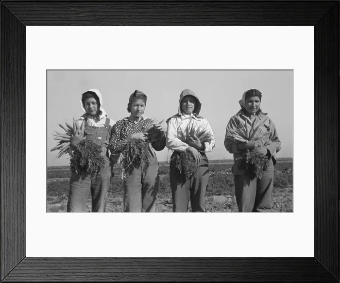 Framed Print : Mexican-American young women working as carrot pullers in Edinburg, Texas. February 1939 photograph by Russell Lee Framed Print : Mexican-American young women working as carrot pullers in Edinburg, Texas. February 1939 photograph by Russell Lee