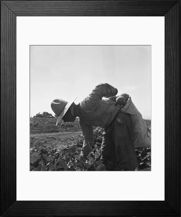 Framed Print : Mexican-American farm laborer bent over picking melons in the Imperial Valley, California. May 1937 photograph by Dorothea Lange