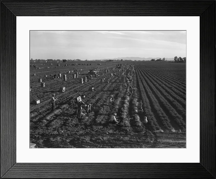 Framed Print : Gang labor of Mexicans and white Americans on a large carrot truck farm in California's Imperial Valley Framed Print : Gang labor of Mexicans and white Americans on a large carrot truck farm in California's Imperial Valley