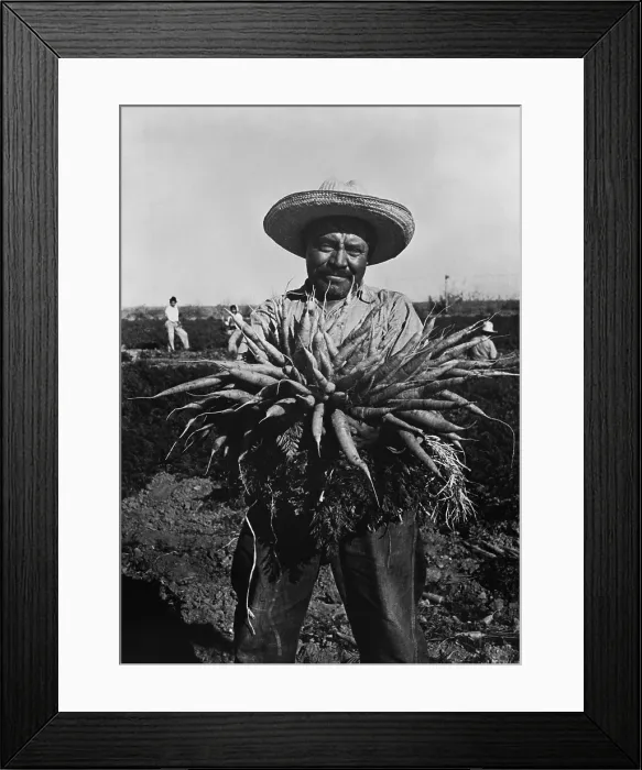 Framed Print : Mexican-American carrot puller in Edinburg, Texas. February 1939 photograph by Russell Lee