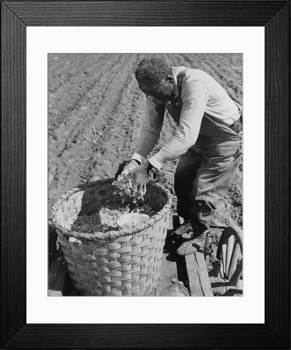 Framed Print : African American farmer planting cotton in a plowed field in Butler County, Alabama. April 1941. (BSLOC_2014_13_99) Framed Print : African American farmer planting cotton in a plowed field in Butler County, Alabama. April 1941. (BSLOC_2014_13_99)