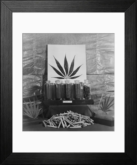 Framed Print : Display of marijuana by the U.S. Treasury Department. Ca. 1940-49. (BSLOC_2014_13_220)