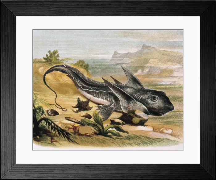 Framed Print : Chimaera (Chimaera arctica). Engraving after a drawing by a F.Padro. Engraving. - J. Bedmar / Iberfoto / Everett Collection (344384)**US SALES ONLY**