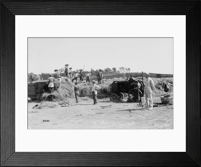 Framed Print : Harvesting grain on a Jewish communal agricultural settlement, a kibbutz, in Palestine. Ca. 1920-39