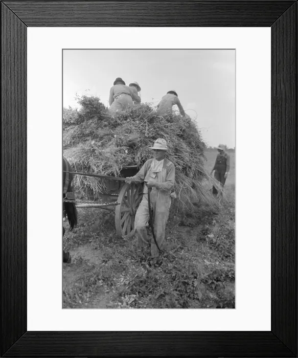 Framed Print : Harvesting soybean hay with a mule drawn wagon, Lake Dick, Arkansas, Sept. 1938. Several farmers work together, including the Lake Dick cooperative president, who drives the mule
