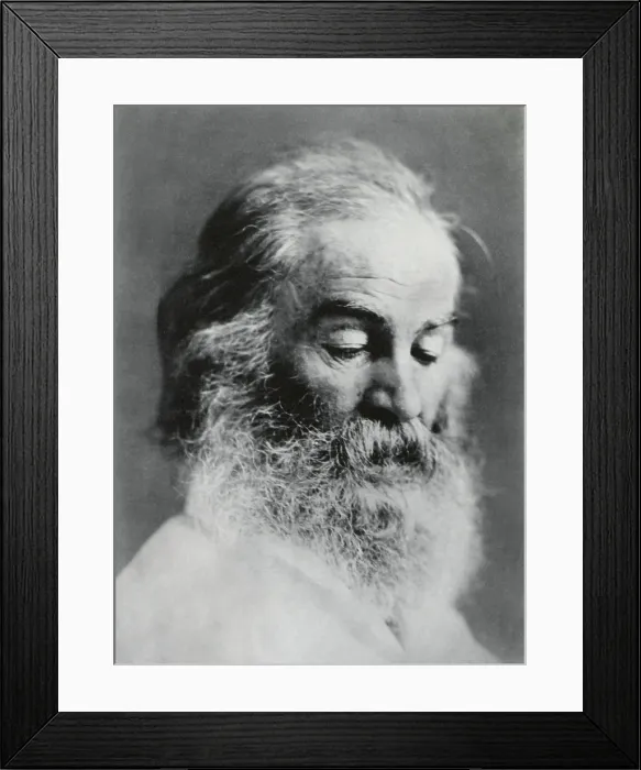 Framed Print : Portrait of Walt Whitman, American poet, c. 1860s (BSLOC_2018_4_44)
