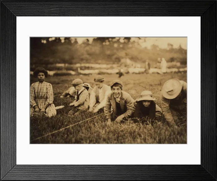 Framed Print : Syrian-Lebanese American children working as Cranberry pickers in East Wareham, Massachusetts. September 1911 photograph by Lewis Hine