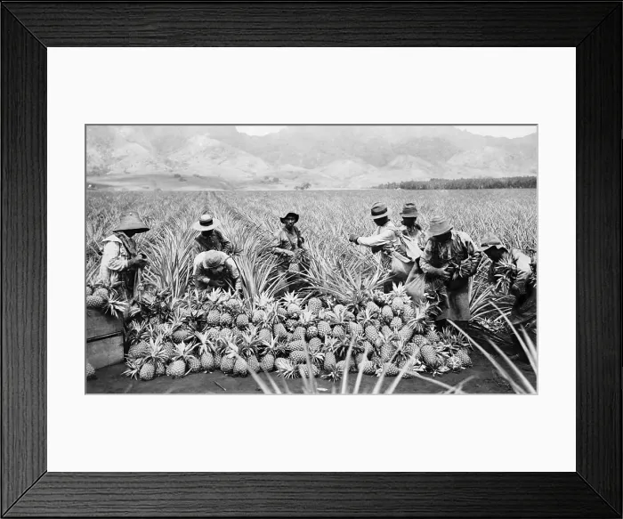 Framed Print : Agricultural workers, possibly Japanese-Americans, harvesting pineapples on a plantation in Hawaii, ca. 1920