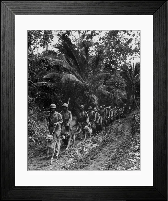 Framed Print : U.S. Marine Raiders and their dogs, heading for the front lines on Bougainville