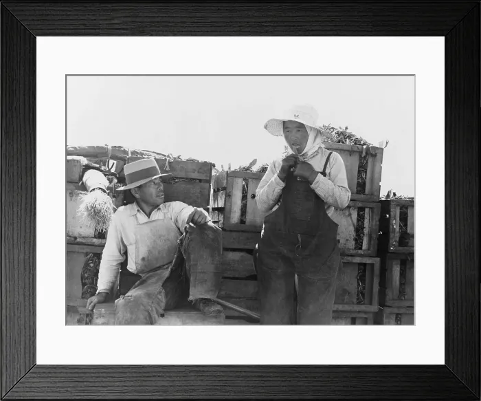 Framed Print : Japanese-Americans agricultural workers packing broccoli near Guadalupe, California. March 1937 photograph by Dorothea Lange