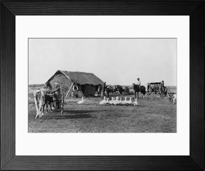 Framed Print : Immigrant's home of primitive construction in rural Argentina, with men, women, and children in front of house, with horses, cattle, and geese
