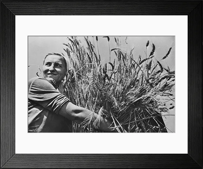 Framed Print : Woman collective farmer with newly harvested wheat. Ca. 1935-40. Near Krasnodar, USSR, (BSLOC_2015_2_255) Framed Print : Woman collective farmer with newly harvested wheat. Ca. 1935-40. Near Krasnodar, USSR, (BSLOC_2015_2_255)