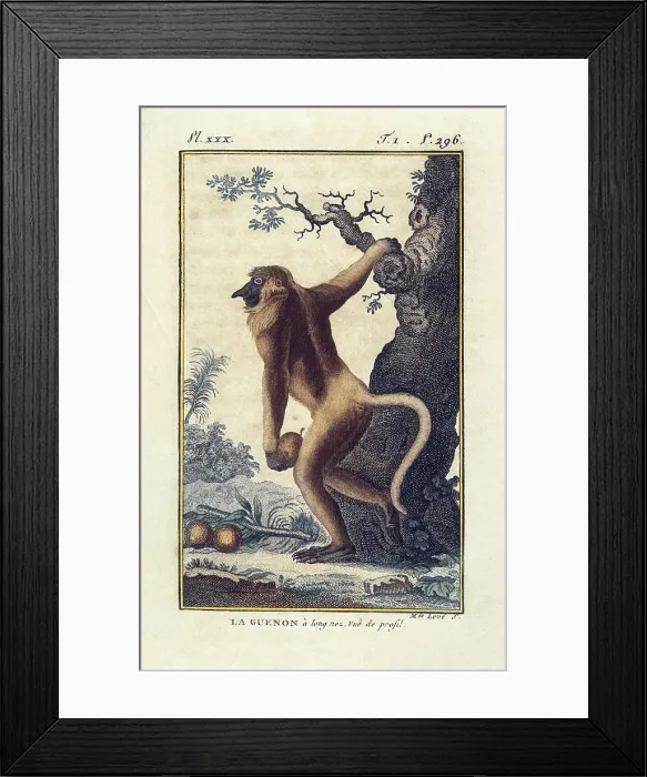 Framed Print : BUFFON, Georges-Louis Leclerc, count de (1707-1788). French naturalist, mathematician, cosmologist, and encyclopedic author. Monkey 'La guenon' Framed Print : BUFFON, Georges-Louis Leclerc, count de (1707-1788). French naturalist, mathematician, cosmologist, and encyclopedic author. Monkey 'La guenon'