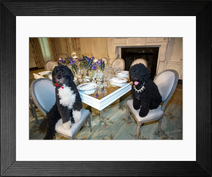 Framed Print : Obama family pets Bo (left) and Sunny sit at a table in the State Dining Room. Sunny was adopted by the Obama family in August 2013. (BSLOC_2015_3_42)