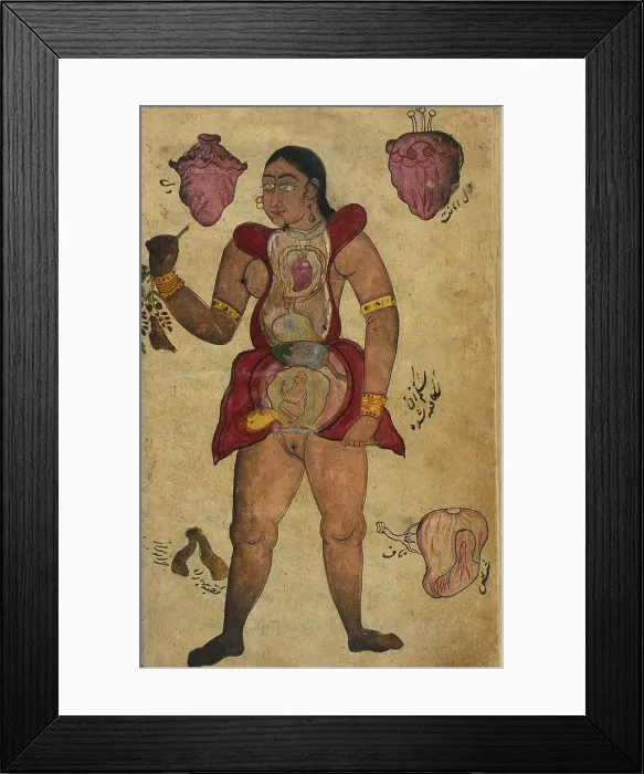 Framed Print : Anatomical illustration of a pregnant female figure with her abdomen and chest opened to reveal the internal organs and a fetus is in her uterus