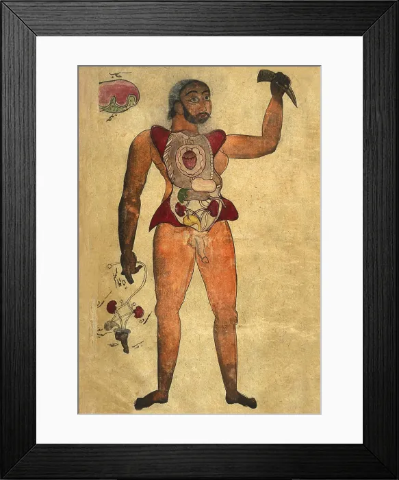 Framed Print : Anatomical illustration of a male figure with his abdomen and chest opened to reveal the internal organs Framed Print : Anatomical illustration of a male figure with his abdomen and chest opened to reveal the internal organs