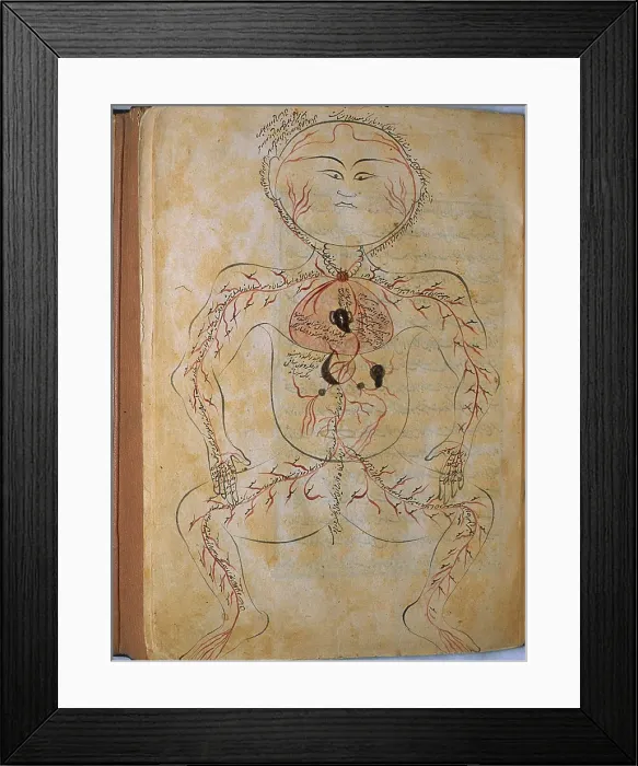 Framed Print : The human circulation system, from MANSUR'S ANATOMY, authored by the Persian scholar and physician, Mansur ibn Ilyas (ca. 1370-1423) Framed Print : The human circulation system, from MANSUR'S ANATOMY, authored by the Persian scholar and physician, Mansur ibn Ilyas (ca. 1370-1423)