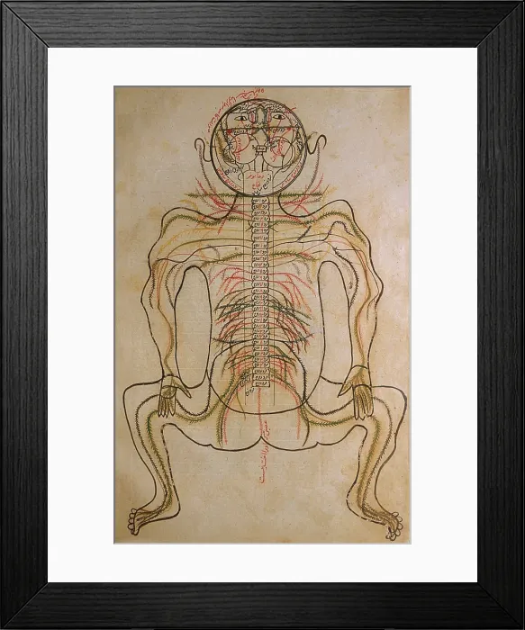 Framed Print : The nervous system, from MANSUR'S ANATOMY, authored by the Persian scholar and physician, Mansur ibn Ilyas (ca. 1370-1423)
