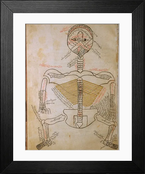 Framed Print : The human skeleton, from MANSUR'S ANATOMY, by the Persian scholar and physician, Mansur ibn Ilyas (ca. 1370-1423)