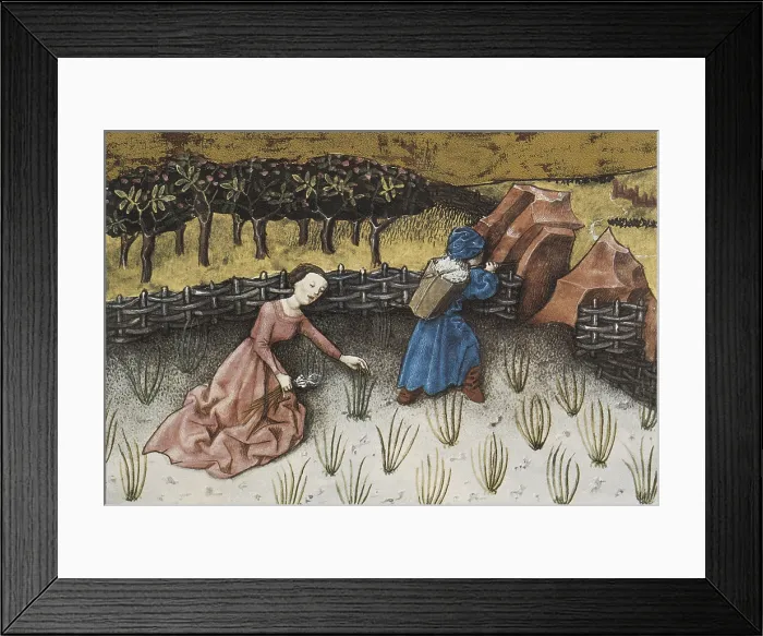 Framed Print : Codex Granatensis: De natura rerum. 1400. Illustration about leeks. Edition of Granada of the original of the 13th C. Gothic art. Miniature Painting. SPAIN. Granada Framed Print : Codex Granatensis: De natura rerum. 1400. Illustration about leeks. Edition of Granada of the original of the 13th C. Gothic art. Miniature Painting. SPAIN. Granada
