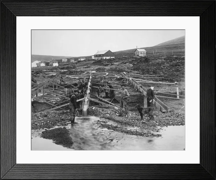 Framed Print : 10 men work an Anvil Creek gold mine in 1916. They are in the Nome mining district, where gold was discovered in 1899