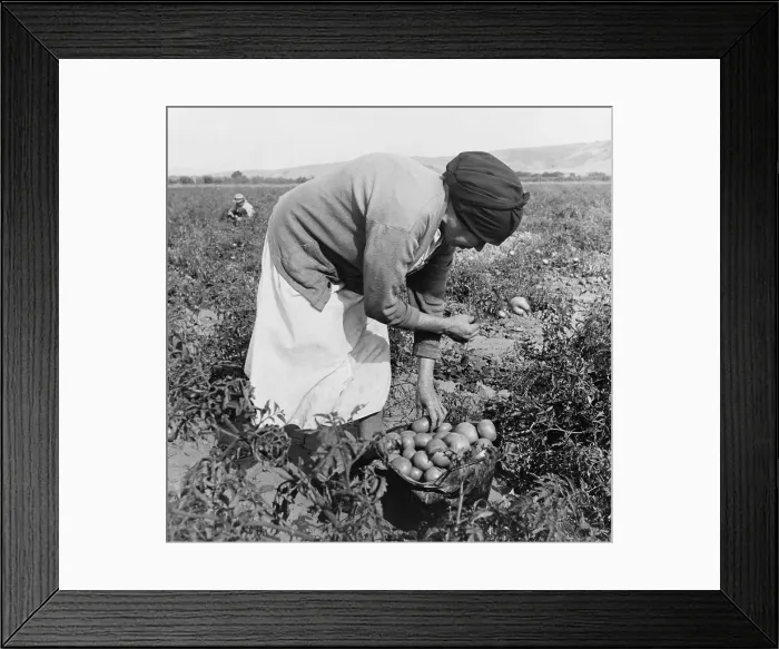 Framed Print : Middle-aged Mexican-American migrant woman, bend over while harvesting tomatoes in the Santa Clara Valley, California. November 1938 photograph by Dorothea Lange