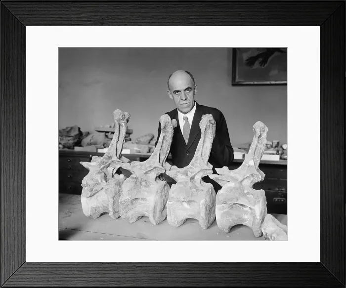 Framed Print : Prof. Charles Gilmore of Smithsonian Institution with fossil bones of a Diplodochus dinosaur, 1924. He was employed by the Smithsonian Museum in 1903 Framed Print : Prof. Charles Gilmore of Smithsonian Institution with fossil bones of a Diplodochus dinosaur, 1924. He was employed by the Smithsonian Museum in 1903