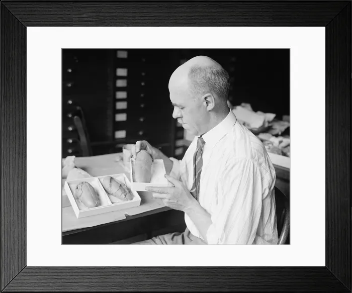 Framed Print : Prof. Charles Gilmore of Smithsonian Institution with fossil dinosaur eggs, 1924