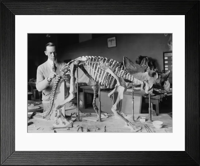 Framed Print : Norman Ross, preparing a baby Brachyceratops skeleton for display at the Smithsonian 1921 Framed Print : Norman Ross, preparing a baby Brachyceratops skeleton for display at the Smithsonian 1921