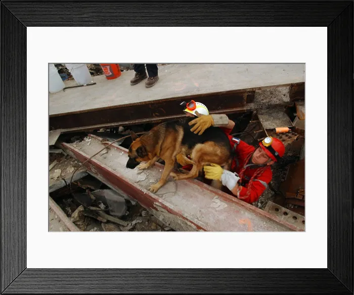 Framed Print : A canine rescue worker and his handler emerge from the pile of rubble at Ground Zero. Sept 21, 2001. World Trade Center, New York City, after September 11, 2001 terrorist attacks Framed Print : A canine rescue worker and his handler emerge from the pile of rubble at Ground Zero. Sept 21, 2001. World Trade Center, New York City, after September 11, 2001 terrorist attacks