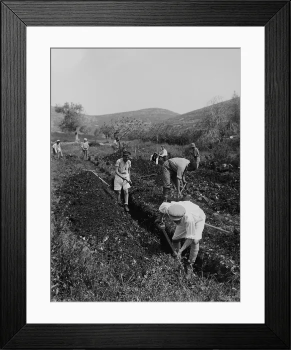 Framed Print : Jewish immigrants digging a trench as they establish a communal agricultural settlement, a kibbutz, on land provided by Jewish philanthropic organizations