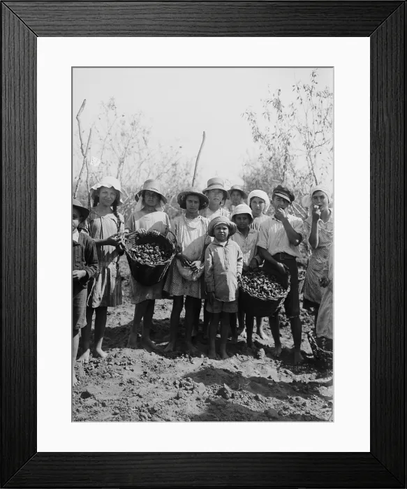 Framed Print : Children and teenagers gather almonds at the Jewish communal agricultural settlement, a kibbutz, at Richon le Zion