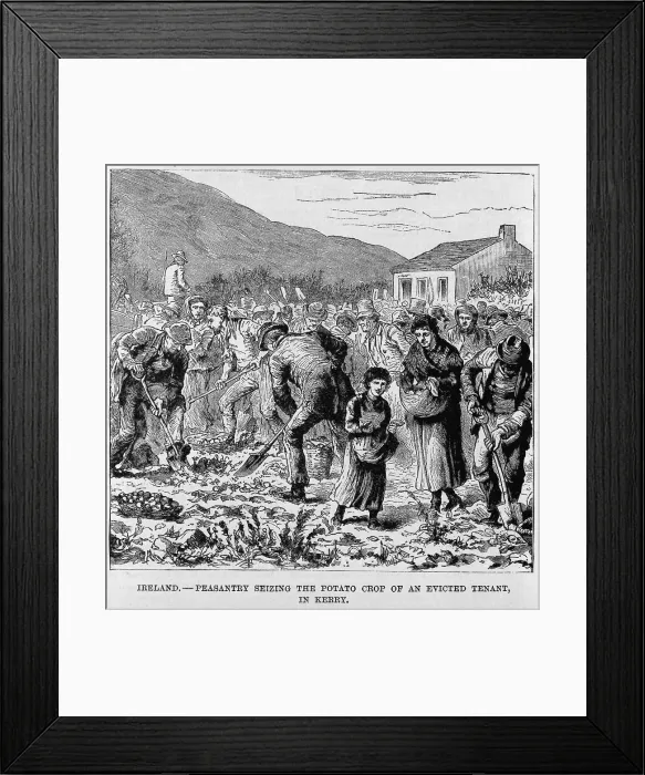 Framed Print : Irish Peasants seizing the potato crop of an evicted tenant, in Kerry during the 1880's
